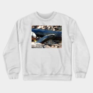 Red-bellied Black Snake Crewneck Sweatshirt